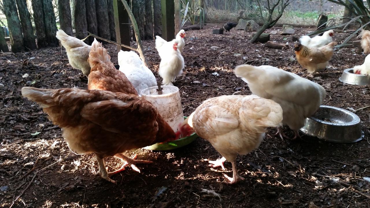 Takanini Woodbury Farm B&B 외부 사진